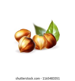 walnut hazelnut vector illustration realistic