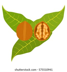 Walnut, walnut icon, shell, delicacy, core, walnut leaf. Flat design, vector illustration, vector.