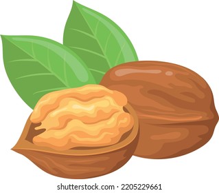 Walnut icon. Whole and open nuts. Healthy food isolated on white background