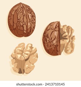 Walnut icons in several shapes. Walnut in shell and peeled. Realistic vector image of a nut. Nuts icons.