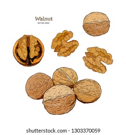 walnut illustration of hands, retro style, vector image - Vector
