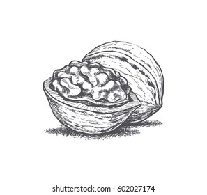 walnut illustration of hands, retro style, vector image