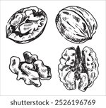 walnut illustration. linear drawing in sketch style