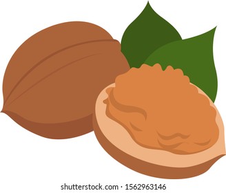 Walnuss, Illustration, Vektorgrafik auf weißem Hintergrund.