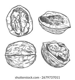 Conjunto de esboços à tinta de noz, ilustração vetorial desenhada à mão.