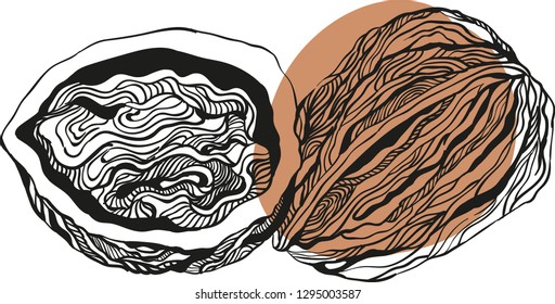 Walnut. Isolated nuts on white background. Vector illustration.