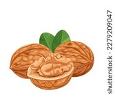 walnut isolated on white background. Package design element with cutting path. Vector eps 10. perfect for wallpaper or design elements