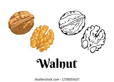 Walnut isolated on white background. Vector color illustration of  nuts in shell and peeled in cartoon flat style and black and white outline. Organic food Icon.