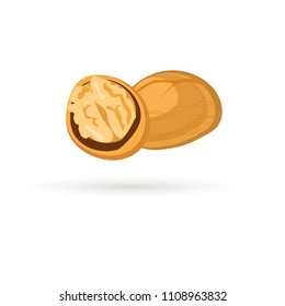 Walnut isolated on white.Vector design