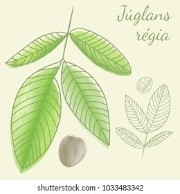 Walnut (Juglans regia) with leaves. Vector vintage illustration. Hand drawn illustration.