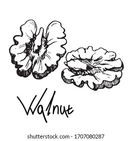 Walnut  kernel half . Graphic illustration, black and white. Hand drawn sketch, handwritten text