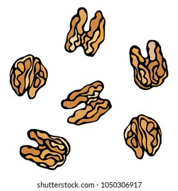 Walnut Kernel. Healthy Snack. Fresh Farm Market Harvest Product. Vegetarian Food. Realistic Hand Drawn Illustration. Savoyar Doodle Style