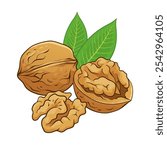 Walnut with kernel and leaves. Vector hand drawn colored illustration