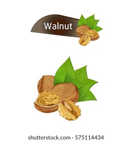 Walnut kernel in nutshell with green leaves set isolated on white background vector illustration. Organic food ingredient, traditional snack. Dried walnut nut seed whole and shelled collection.