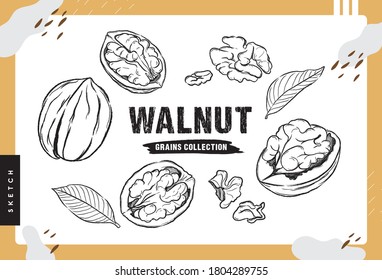 Walnut kernel in nutshell, Hand drawn sketches