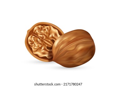 Walnut kernel in open shell realistic icon. Tasty fresh nut for nutrition, branding and advertisement isolated on white background. Vector illustration