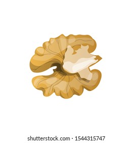 Walnut kernel peeled. Vector illustration isolated on white background