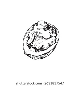 Núcleo de noz no vetor da casca ilustração mão desenhada com tinta. Esboço preto e branco isolado no fundo branco. Objeto para o design do rótulo de bebidas vegetarianas e alimentos