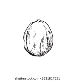 Walnut kernel in shell vector illustration hand drawn with ink. Black and white sketch isolated on white background. Object for food and vegetarian drinks label design