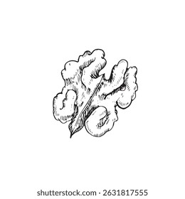 Núcleo de noz no vetor da casca ilustração mão desenhada com tinta. Esboço preto e branco isolado no fundo branco. Objeto para o design do rótulo de bebidas vegetarianas e alimentos