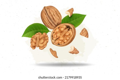 Walnut kernel with walnut shells and pieces isolated on white background