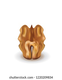 Walnut kernel. vector illustration