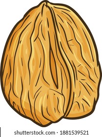 Walnut kernels in close up and doodle style