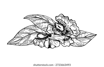 Granos de nuez y hojas de Vector monocromo línea de arte de tinta negra boceto. Dos pedazos pelados de la nuez entre el dibujo del aguafuerte de la pila de la hoja. Tuercas secas picadas ilustración para el embalaje, etiqueta.