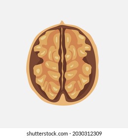 Walnut kernels in shell. Vector graphic illustration isolated on white background.