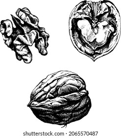 Walnut kernels and shells. Black and white hand drawn sketch. Great for label, card, sticker, menu, package design. Engraved style vector illustration. Organic healthy food. Vegetarian diet snack