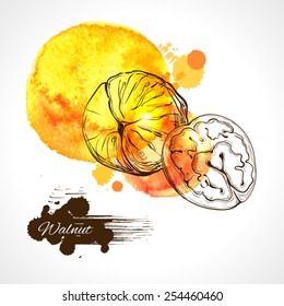 Walnut   label spot - vector illustration
