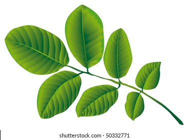 Walnut Leaf