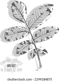 Walnut leaf vector silhouette. A set of decorative walnut leaves silhouette for further color application. Line art of walnut leaves in shades of gray