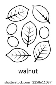 Walnut leaves and walnut fruits vector line icons. Nature and ecology. Walnut, leaf, plant, drawing, leaves, fetus and more. Isolated collection of leaves walnut for websites on white background.