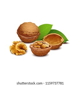 Walnut with leaves on white. Vector. Isolated.