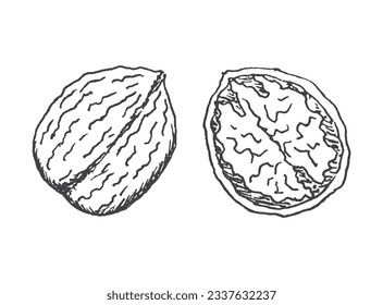 Walnut Line Art handgezeichnet. Vektorgrafik einzeln.