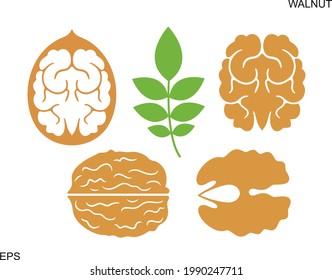 Walnut logo. Isolated walnut on white background