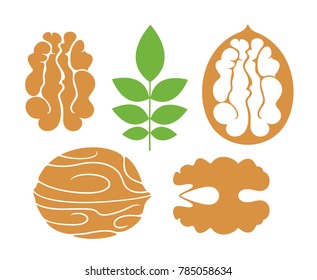 Walnut logo. Isolated walnut on white background

