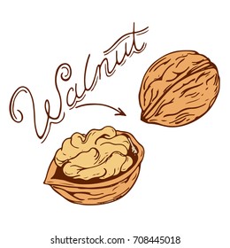 walnut logo in retro style with a name drawn by hand in retro styles