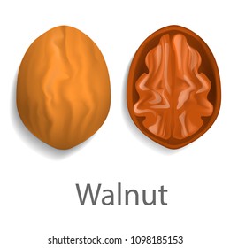 Walnut mockup. Realistic illustration of walnut vector mockup for web design isolated on white background