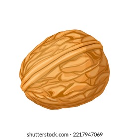 walnut nut cartoon. food ingredient, seed closeup, snack raw, fruit healthy, brown kernel, natural organic walnut nut vector illustration