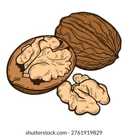 Walnut nut, closed and cracked, open seed, colourful, hand-drawn illustration, line art contour, isolated