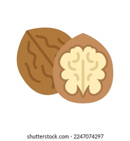 Walnut nut icon. Walnuts in nutshell and peeled walnut isolated on white background.