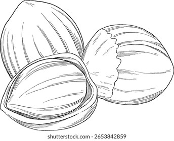 Noz noz esboço ilustração botânica