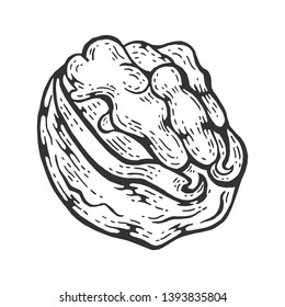 Walnut nut sketch engraving vector illustration. Scratch board style imitation. Black and white hand drawn image.