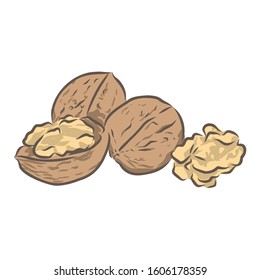 Walnut, nuts, color vector illustration 