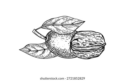 Nozes de noz em casca verde e em texturizado marrom vetor preto e branco linha tinta ilustração. Desenho monocromático não descascado da mordedura das vagens. Porca natural orgânica saudável desenhada à mão.