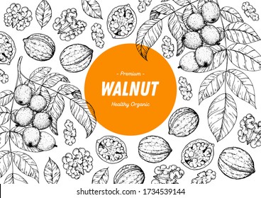 Walnut nuts hand drawn sketch. Nuts vector illustration. Organic healthy food. Great for packaging design. Engraved style. Black and white color.