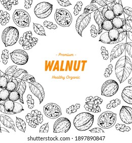 Walnut nuts hand drawn sketch. Nuts vector illustration. Organic healthy food. Great for packaging design. Engraved style. Black and white color.
