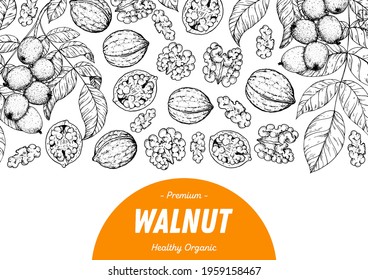 Walnut nuts hand drawn sketch. Nuts vector illustration. Organic healthy food. Great for packaging design. Engraved style. Black and white color.
